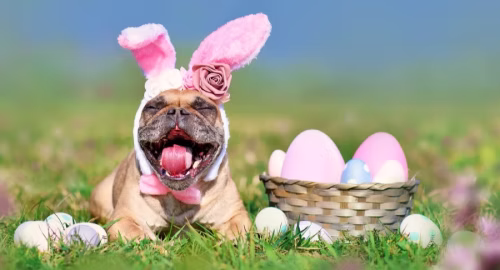 Dog Gone Spring Fun Event Image