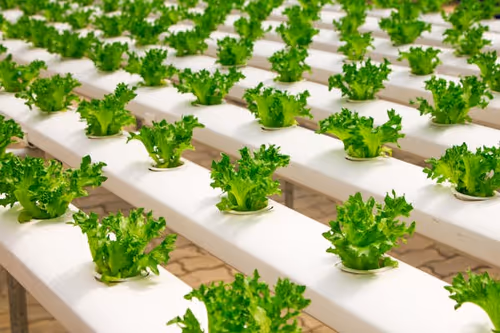 Introduction to Hydroponics Event Image