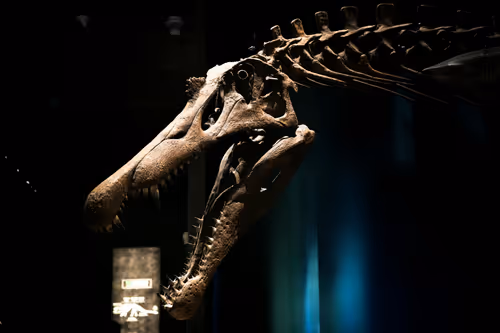 Pop-Up Paleo Lab Event Image