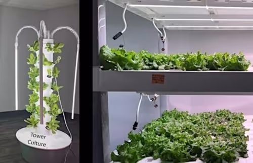 Hydroponics Workshop: Feed Smart, Grow Strong  Event Image