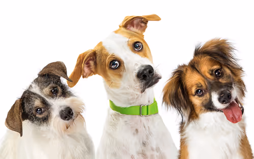 Barktoberfest Event Image