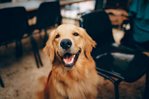 Why Does My Dog Do That? Event Image