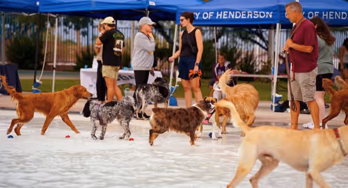 Doggie Paddle & Play Day Event Image