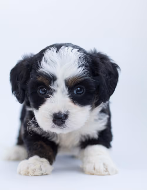 Puppy Portrait Painting Event Image