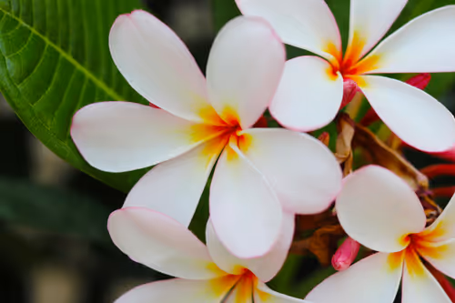 Experience Hawaiian Culture, Hui Malamalama Event Image