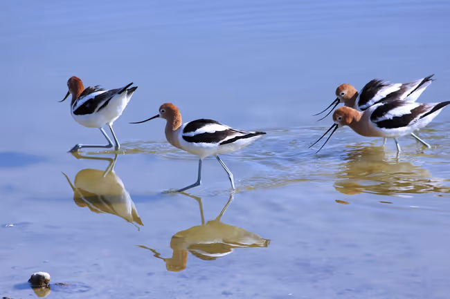 Birding After Hours Event Image