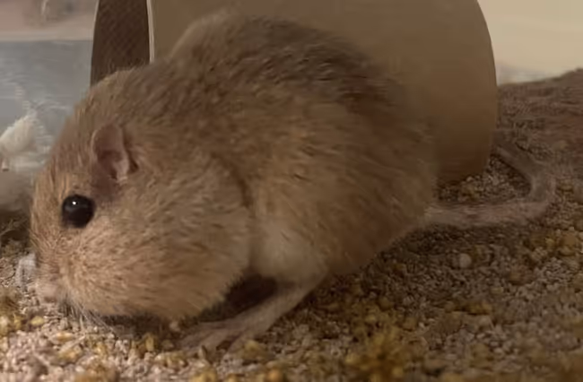 Wetlands in the Summer: I LOVE Meeces to Pieces! Event Image