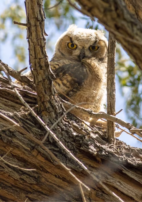 Java Jaunt Birding Event Image