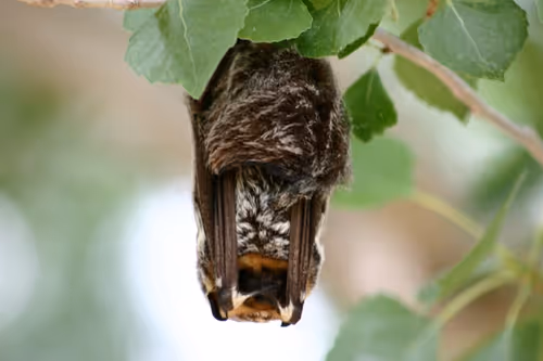 Discovery Walk: Bats and the Park Event Image
