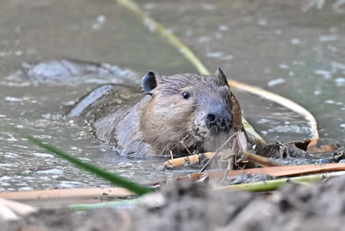 Discovery Walk: Beaver Walk Event Image
