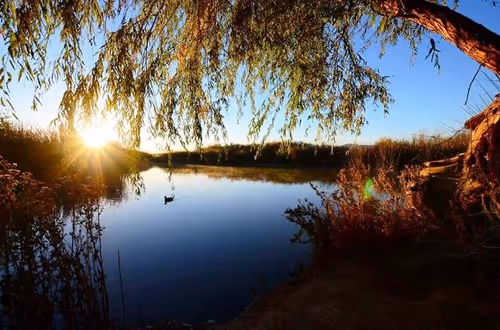 Discovery Walk: Intro to Wetlands Park Event Image