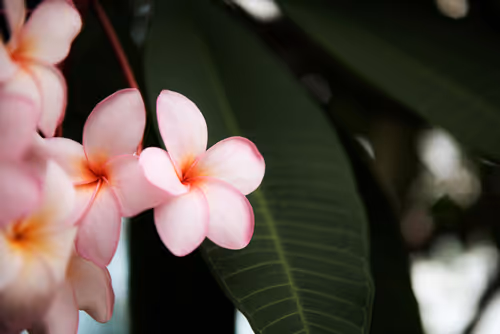 Experience Hawaiian Culture, Hui Malamalama Event Image