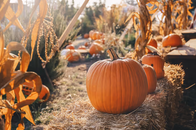 Fall-O-Ween Event Image