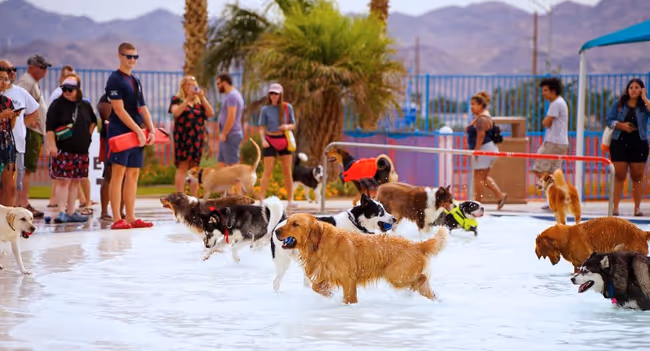 Doggie Paddle & Play Day Event Image