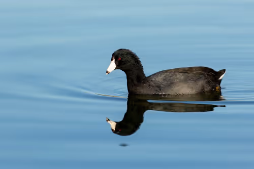 Willow Beach Christmas Bird Count 126 Event Image