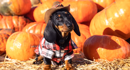 Pet Trick-or-Treat 1-Mile Walk Event Image