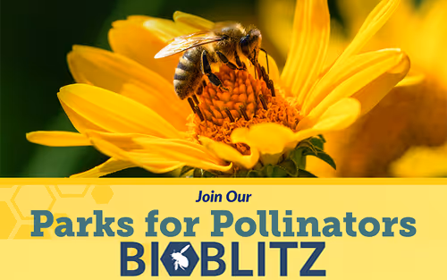 Third Annual Parks for Pollinators BioBlitz Event Image
