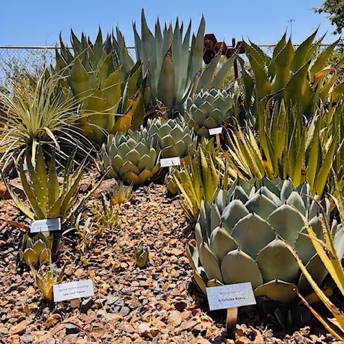 Slow Bird Walk with the Extension Master Gardeners and Audubon Ambassador Event Image