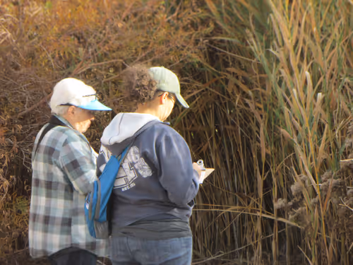 Women's Walk in the Wetlands: Ethnobotany Event Image