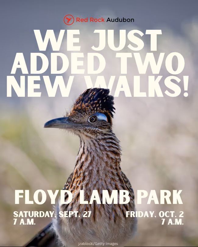 Birding in the Park at Floyd Lamb Park Event Image